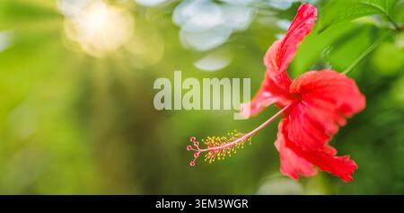 Roter Hibiskus, der von warmem Sonnenlicht hinterleuchtet wird, mit weichem grünem Bokeh in einem tropischen Garten. Lebendige exotische Blüte. Blumennatur Sommerpflanze sonnige Nahaufnahme Blütenblätter Stockfoto