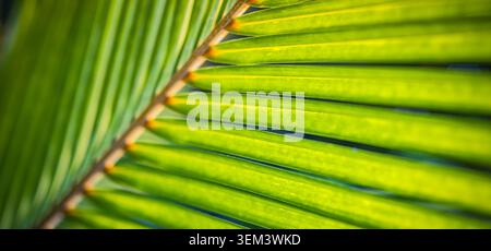 Grünes Palmwedelblatt mit strahlenden Linien, die im warmen Sonnenlicht glühen, Nahaufnahme. Frischer tropischer Blattwerkdetail. Natur botanische Pflanzentextur Sommerkunst Stockfoto