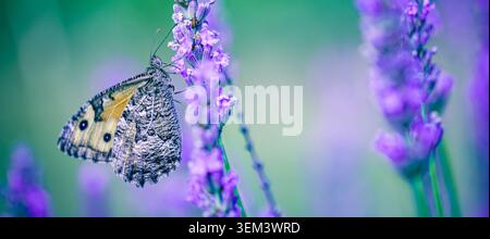 Schmetterling ruht auf lila Lavendelblüten in einem Sommerfeld mit weichem Bokeh. Natur-Makro-Nahaufnahme von Insekten. Wildgartengarten blüht duftende Blumen ruhig Stockfoto