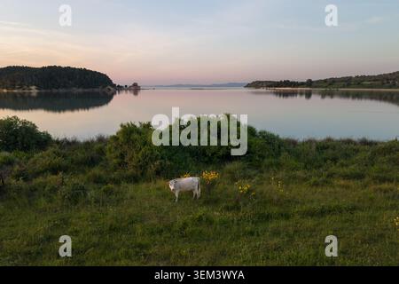 Aus der Vogelperspektive einer weißen Kuh, die auf einem grasbewachsenen Hügel weidet, mit Blick auf das ruhige Wasser der Lagune von Narta bei Sonnenuntergang Zvernec, Vlore County, Albanien. Stockfoto