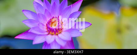 Lila Seerose-Lotosblüte blüht mit gelb-grünem Bokeh in einem tropischen Teich. Lebendige Blütenblätter Natur. Blumenblüte Wasserteich Sommer Zen Stockfoto