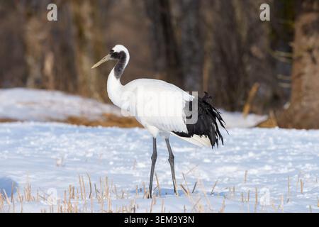 Erwachsener Rotkräne, der auf einem verschneiten Winterfeld steht Stockfoto