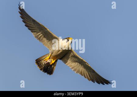 Falco peregrinus im Flug, der Beute in seinen Krallen in der Nähe packt Stockfoto