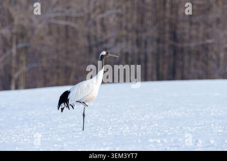 Rotkräne Grus japonensis auf einem Bein in einem Winterschneefeld Stockfoto