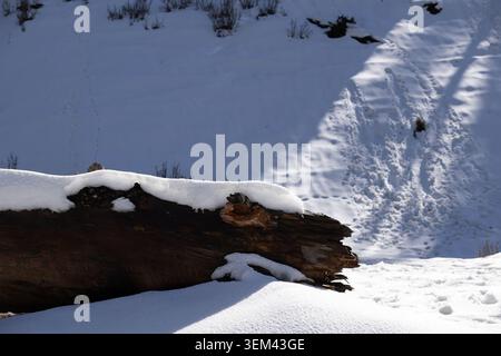 Aus nächster Nähe einen verwitterten Baumstamm auf einem schneebedeckten Hang in einer ruhigen Berglandschaft in Kaschmir, Indien. Stockfoto