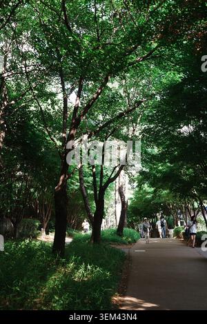Fußgänger, die an einem Sommertag in Seoul, Südkorea, auf einem schattigen, von Bäumen gesäumten Pfad unter einem üppigen grünen Baldachin in einem Stadtpark spazieren. Stockfoto