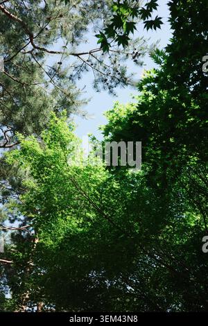 Blick hinauf durch einen Mischwald aus Kiefern und Ahornbäumen mit üppig grünem Laub vor einem klaren blauen Himmel, Namsan Park, Seoul, Südkorea. Stockfoto