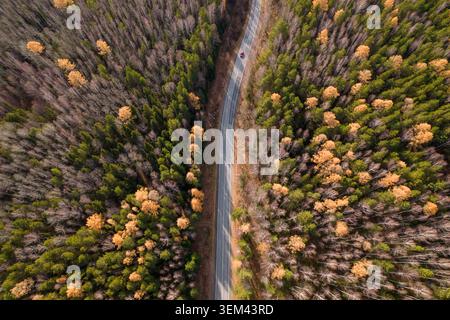 Von oben nach unten auf eine geschwungene Asphaltstraße, die in Herbstfarben durch Mischwälder führt, mit einem einzigen roten Auto, das durch abgelegene ländliche Gebiete fährt Stockfoto