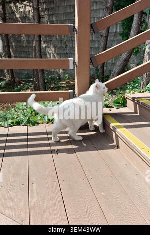 Weiße flauschige Katze mit erhöhtem Schwanz, die auf einer Holzterrasse neben einem Geländer spaziert, Outdoor Park Walkway, Südkorea. Stockfoto