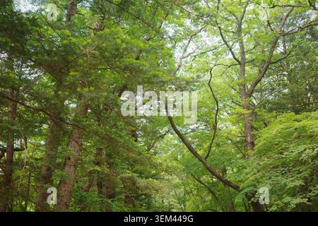 Üppige Mischwälder mit Kiefern und Laubbäumen mit knorrigen, ineinander verflochtenen Zweigen im lebhaften Sommergrün, Odaesan National Park, Gangwon Stockfoto