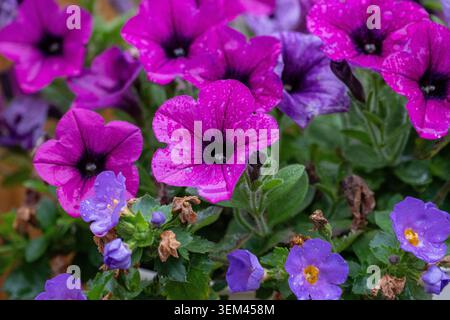 Violette Petunien und Blaue Gartenblumen hautnah mit dunkelgrünem Laub und leuchtenden Blüten Stockfoto