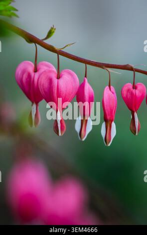 Zarte rosafarbene, blutende Herzblüten an einem Stiel Stockfoto