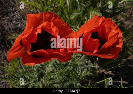 Zwei rote Mohnblumen blühen im Sonnenlicht Stockfoto