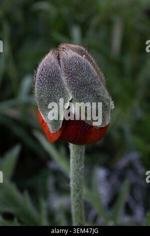 Ungeöffnete rote Mohnblüte in Meadow Stockfoto