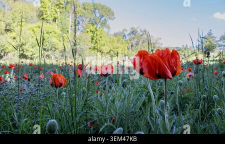 Rote Mohnblumen Blühen Über Die Frühlingswiese Stockfoto