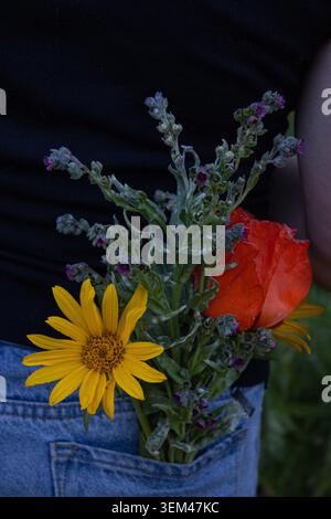 Wildblumen Versteckt In Denim Back Pocket Stockfoto