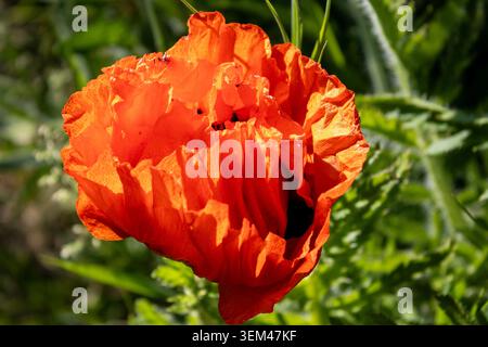 Nahaufnahme der lebendigen roten Mohnblume in Bloom Stockfoto