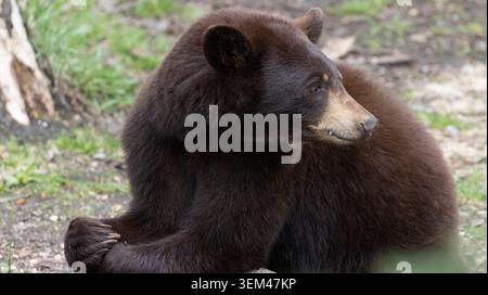 Braunphase Amerikanischer Schwarzbär Stockfoto
