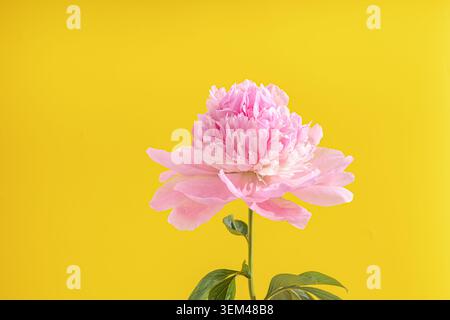 Einzelne rosa Pfingstrose Blume blüht auf gelbem Hintergrund Stockfoto