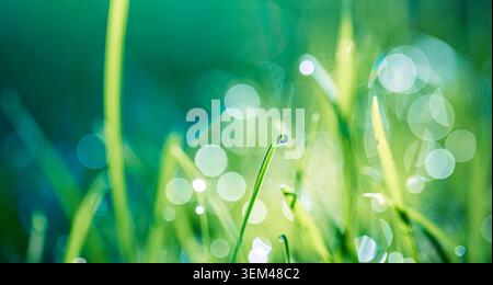 Frische grüne Grashalme mit Tautropfen, die im hellen Morgenlicht als Bokeh glitzern. Wassertropfen auf einer Frühlingswiese. Grün gras Nahaufnahme Natur sonnig natürlich Stockfoto