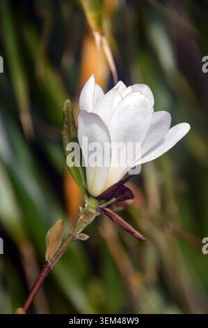 Weiße Magnolia Stellata (Star Magnolia) Blumen, die in den Grenzen von RHS Harlow Carr, Harrogate, Yorkshire, England, Vereinigtes Königreich angebaut werden. Stockfoto