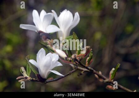 Weiße Magnolia Stellata (Star Magnolia) Blumen, die in den Grenzen von RHS Harlow Carr, Harrogate, Yorkshire, England, Vereinigtes Königreich angebaut werden. Stockfoto