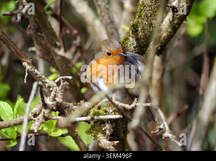 European Robin 'Erithacus rubecula' (Robin Redbreast) in A Tree at RHS Harlow Carr, Harrogate, Yorkshire, England, Vereinigtes Königreich. Stockfoto
