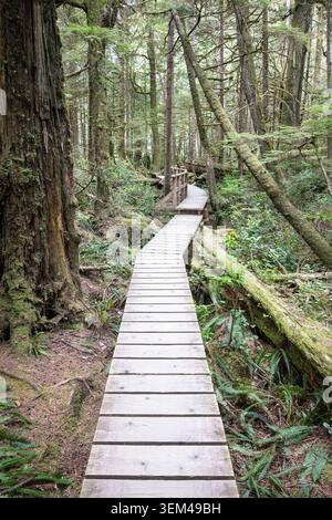 Der Wooden Boardwalk Trail schlängelt sich durch den Mossy OldGrowth Forest Stockfoto