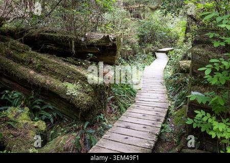 Moosbewachsener Holzsteg Schlängelt Sich Durch Den Gemäßigten Regenwald Trai Stockfoto