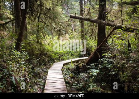 Wooden Boardwalk Trail Schlängelt Sich Durch Moosbedeckte Gemäßigte Regenfores Stockfoto