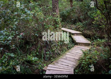 Moosbedeckter Wooden Boardwalk Trail schlängelt sich durch das üppige grüne F Stockfoto