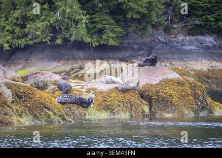 Hafenrobben ruhen an Rocky Shore zwischen Algen und Küsten-Fo Stockfoto