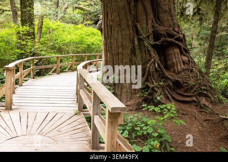 Hölzerne Promenade schlängelt sich durch den Mossy OldGrowth Forest nebenan Stockfoto