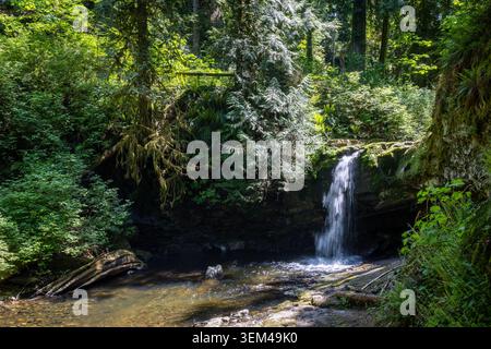 Kleiner moosbedeckter Wasserfall im üppigen Evergreen Forest mit Ferns und Po Stockfoto