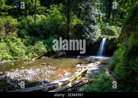 Kleiner Wasserfall, der in einen Forest Creek mündet, umgeben von üppigen Bächen Stockfoto