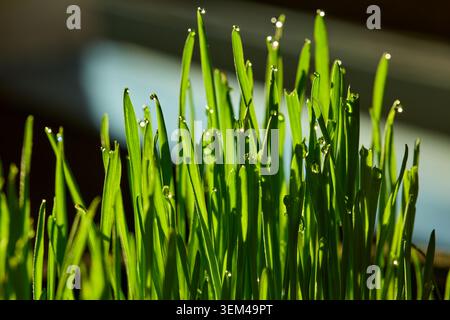 Nahaufnahme von frischem grünem Gras mit Morgentauropfen Stockfoto