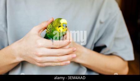Eine Person, die sanft einen kleinen grünen Budgie hält Stockfoto