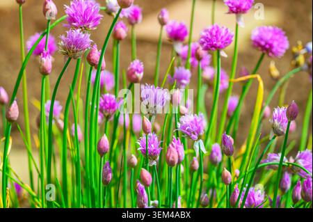 Blühende Schnittlauchblüten mit grünen Stielen und violetten Knospen im weichen Fokus Stockfoto
