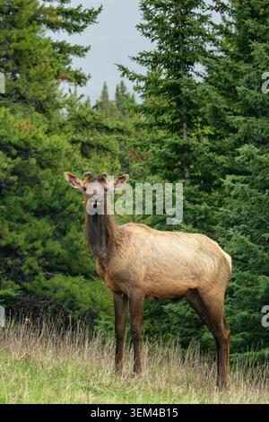 Junge Elche stehen auf einem dichten Kiefernwald in den Kanadischen Rocky Mountains Stockfoto