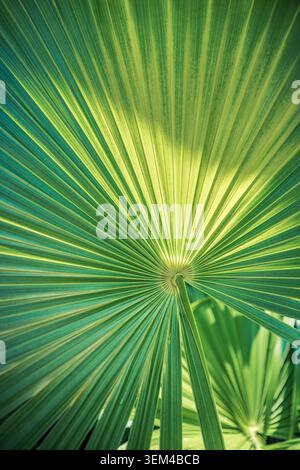 Vertikale Nahaufnahme eines tropischen Palmwedels, strahlendes grünes Blattmuster, natürliche exotische Pflanzenstrukturdetail, frisches botanisches Makroporträtformat Stockfoto
