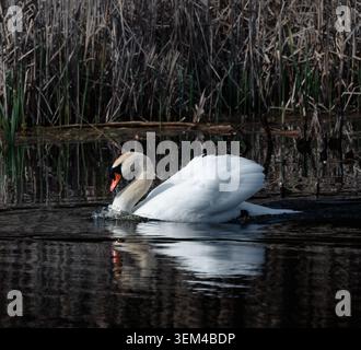 Eleganter weißer Schwan schwimmt am Frühlingstag in einem dunklen Teich Stockfoto