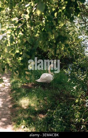 Weißer Schwan am Ufer Stockfoto