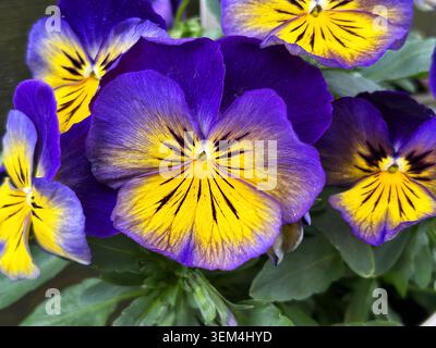 Nahaufnahme von lebhaften violetten und gelben Stiefmütterchen, die im Freien blühen. Floraler Hintergrund Stockfoto