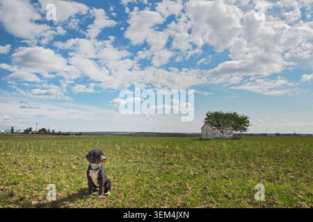 Spanischer Wasserhund, der auf einem ländlichen Feld neben einem verlassenen Gebäude in Brunete, Gemeinde Madrid, Spanien sitzt. Stockfoto