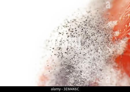 Horizontale Makroaufnahme des flauschigen weißen Formbündels mit schwarzen Sporen auf roter Tomate mit sauberem weißem Kopierraum Hintergrund Stockfoto
