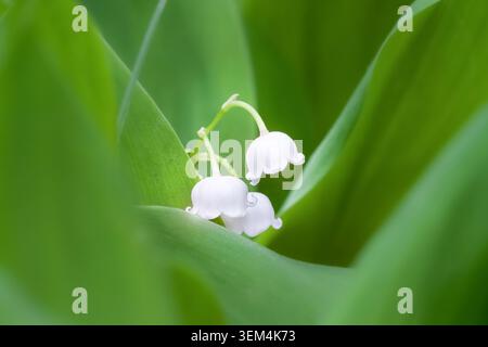 Makrohorizontale Großaufnahme kleiner weißer Maiglöckchen des Tales, die zwischen üppigen, leuchtend grünen Frühlingsblättern wachsen Stockfoto