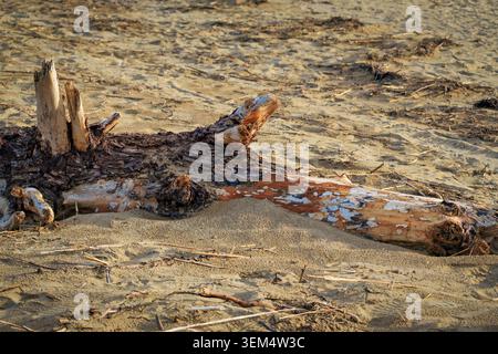 Ein großer, verwitterter Baumstamm liegt als Treibholz auf dem strukturierten Sandstrand. Detaillierte Aufnahme von Rinde und Holzstruktur in warmem Licht. Stockfoto