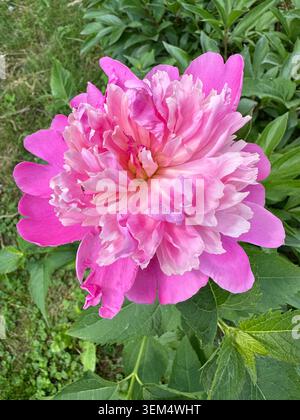 Blick auf eine wunderschöne rosa und cremefarbene Pfingstrose Blume, die in einem Garten mit grünen Blättern blüht. Vertikale Außenaufnahmen. Stockfoto