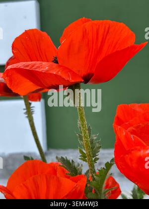 Seitenansicht der schönen roten Mohnblumen, die draußen vor einer grünen und weißen Wand blühen. Vertikale botanische Fotografie am sonnigen Tag. Stockfoto