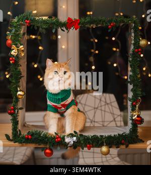 Die Golden British Kurzhaarkatze in einem grün-roten Strickpullover sitzt in einem handgefertigten Girlanden-Rahmen mit Kugeln und einer Schleife mit warmer Fee Stockfoto